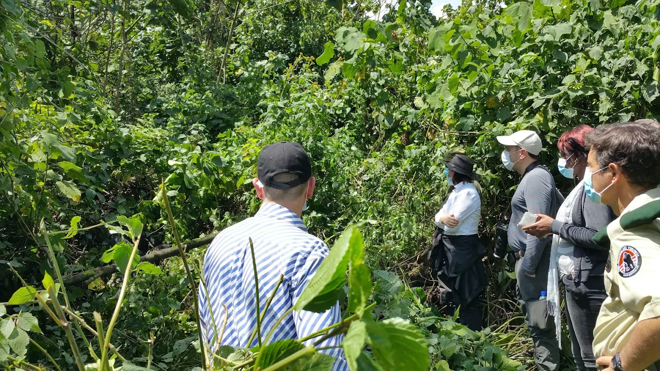 Shared Gorilla Trekking Tours in Uganda & Rwanda – Join a Group Safari