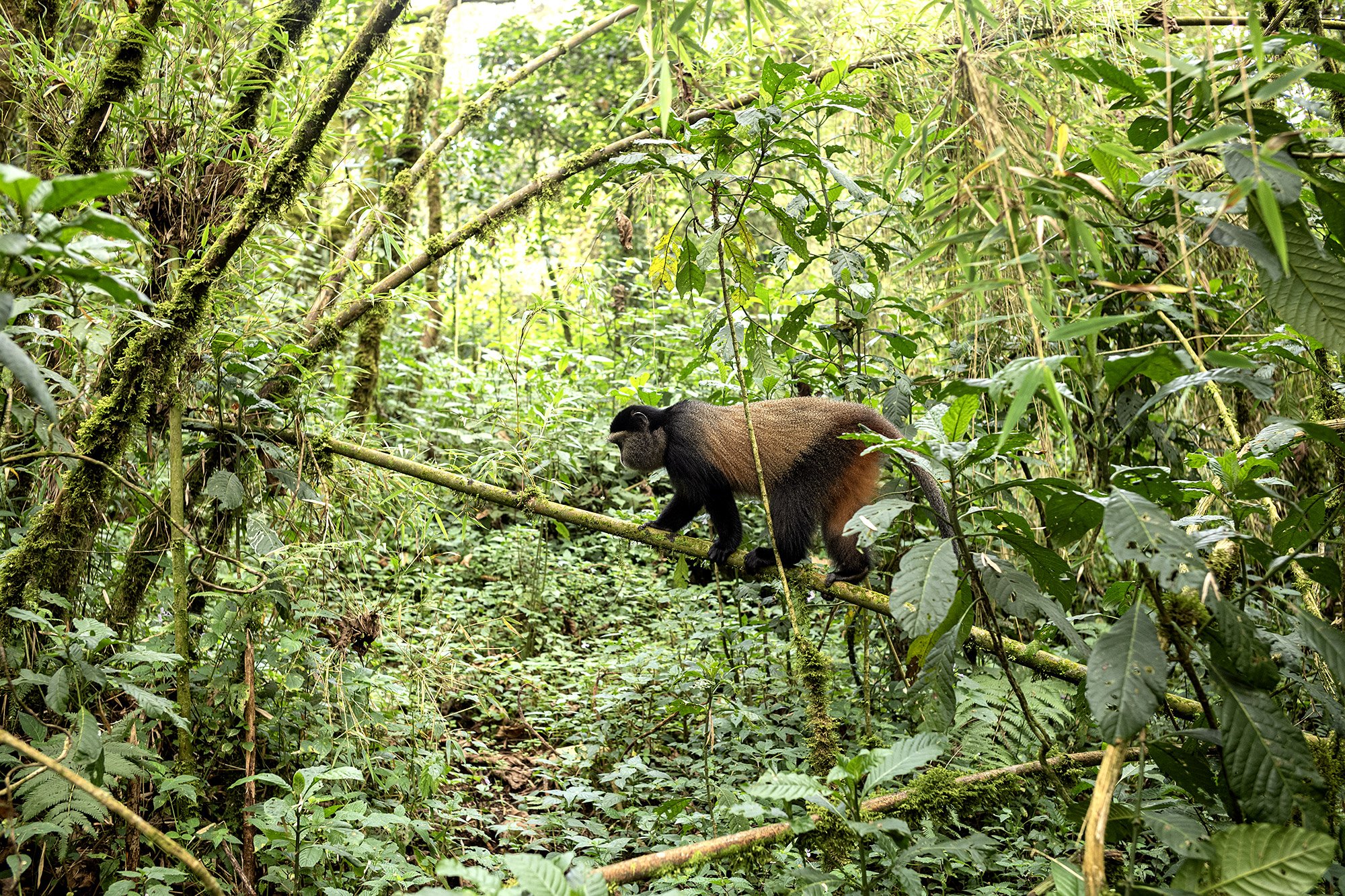What to Expect During the Golden Monkey Trek