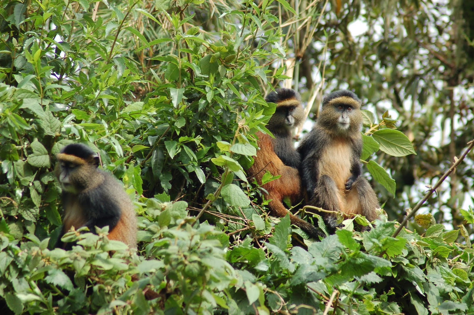Golden Monkey Trekking Uganda