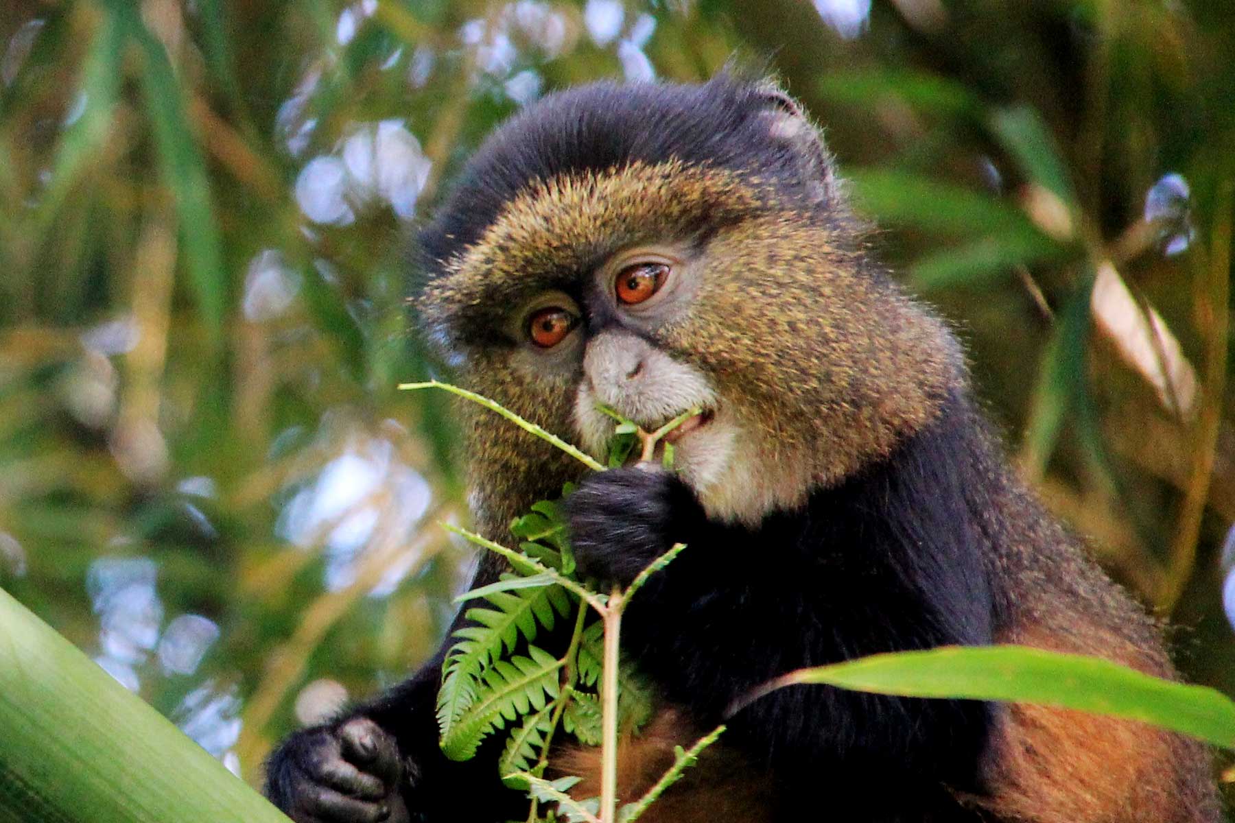 Golden Monkey Trekking Uganda