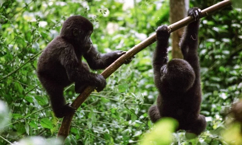 Rare Tree-Climbing Behaviour: More Frequent, More Complex
