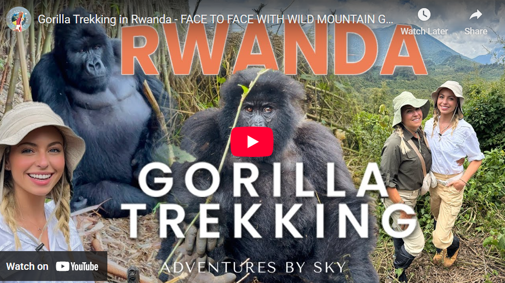 4 Days Luxury Gorilla and Golden Monkeys Trekking Safari