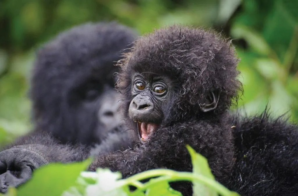 4 Days Luxury Gorilla and Golden Monkeys Trekking with Dian Fossey Tomb – Rwanda