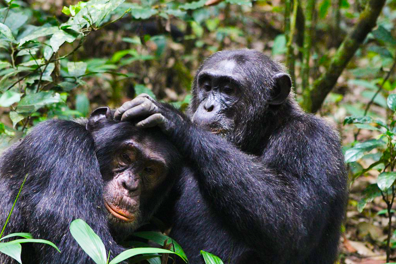 7 Day Uganda Chimpanzee & Wildlife Safari