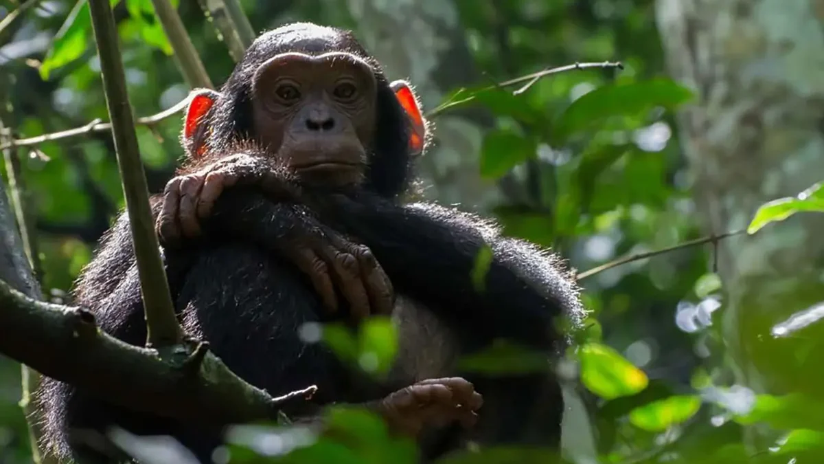 4 Day Kibale Chimpanzee Trekking & Bigodi Experience