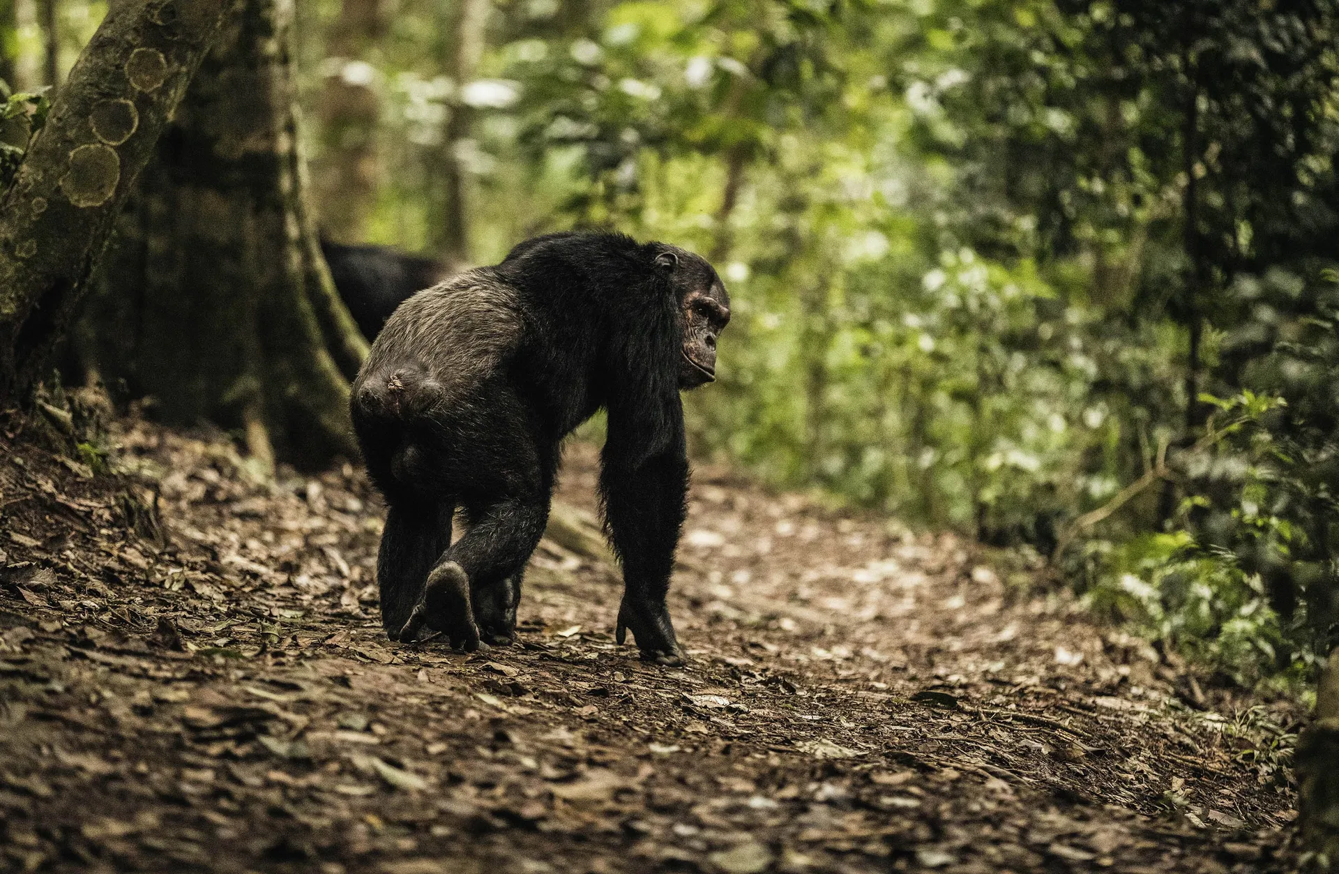 Kibale National Park Chimpanzee Habituation Experience