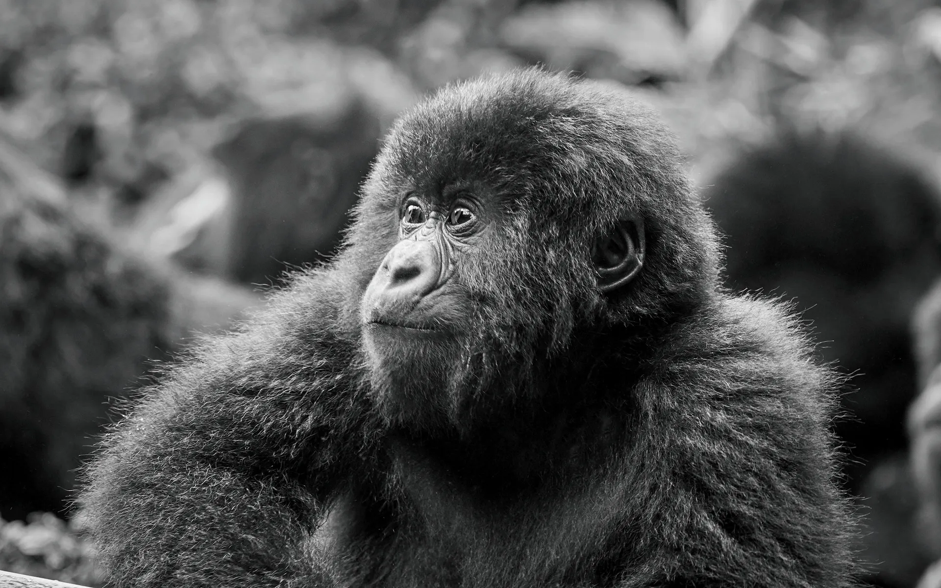 How Much Do Last Minute Gorilla Trekking Tours Cost? (2026 & 2027)

