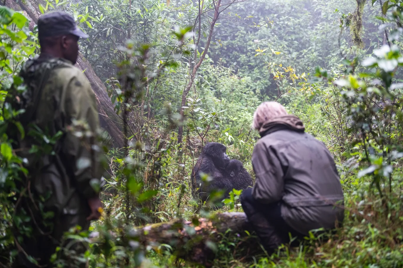 3-Day Uganda Gorilla Trekking for Solo Travelers