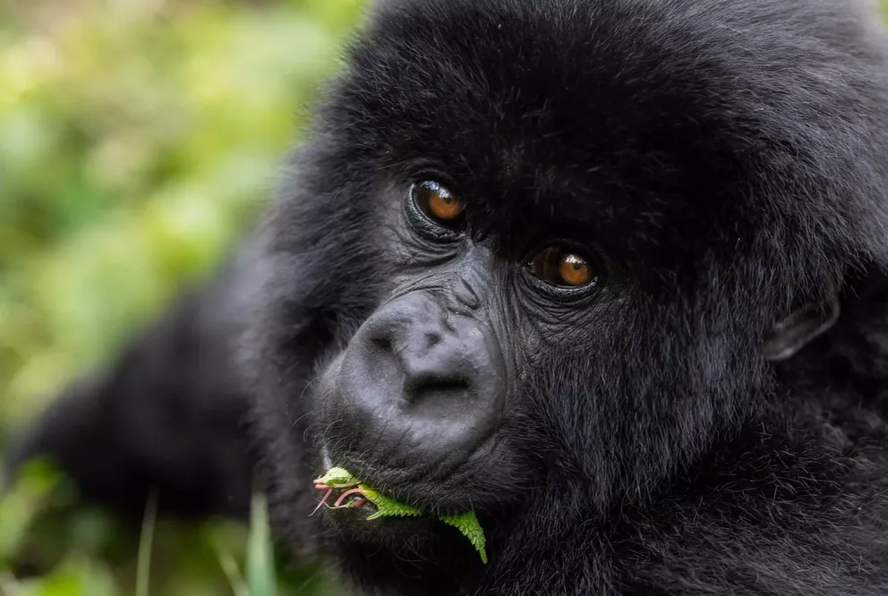 2 Days Gorilla Trekking in Bwindi and Mgahinga Safari