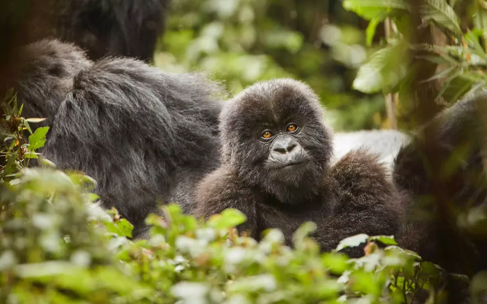 Vocal Communication: The Sound Language of Gorillas
