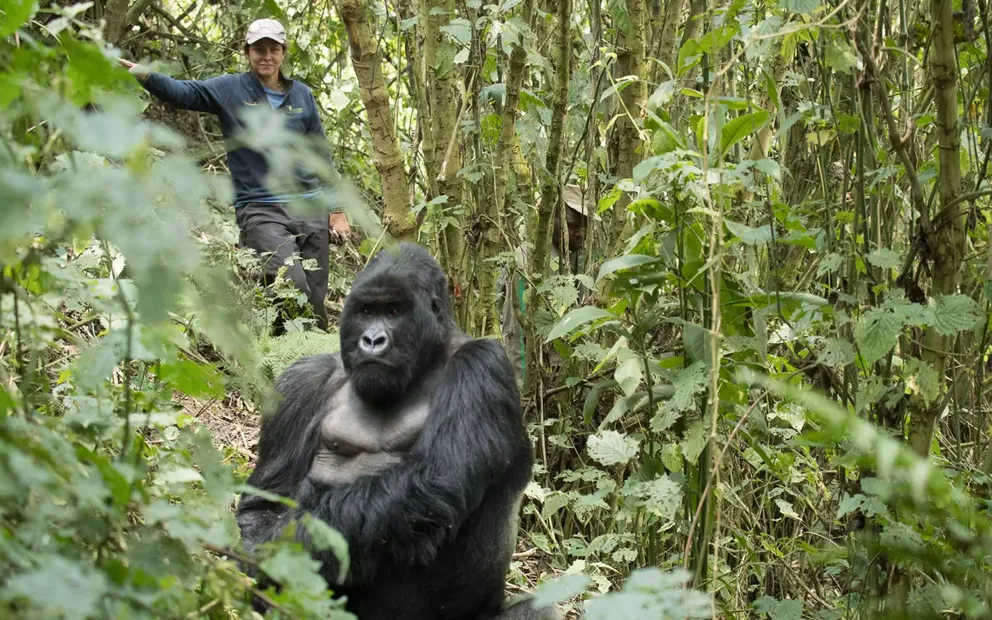 7 day solo gorilla trekking Uganda