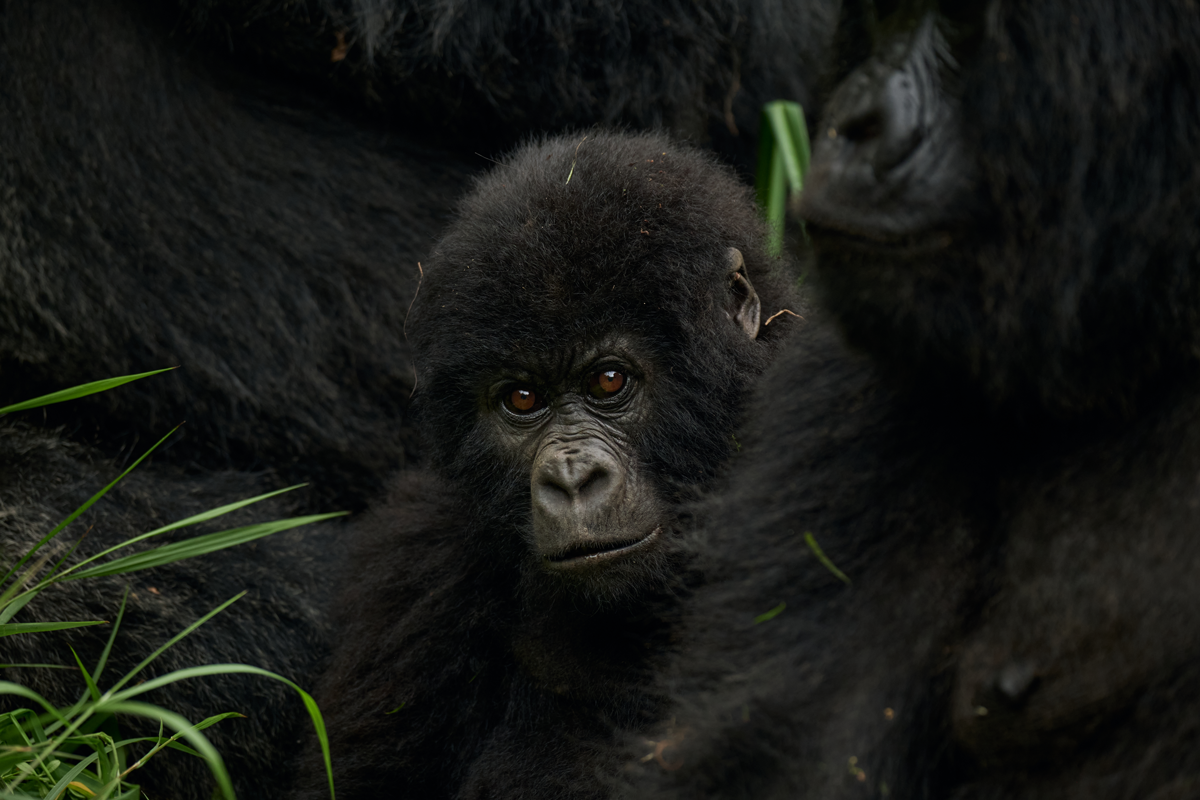 Best Gorilla Families to Trek in Bwindi (Expert, Highly Detailed Guide)
