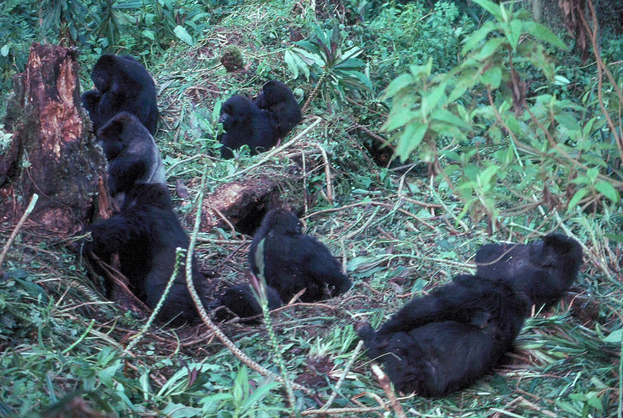 Nest Building: How Gorillas Build New Nests Every Night
