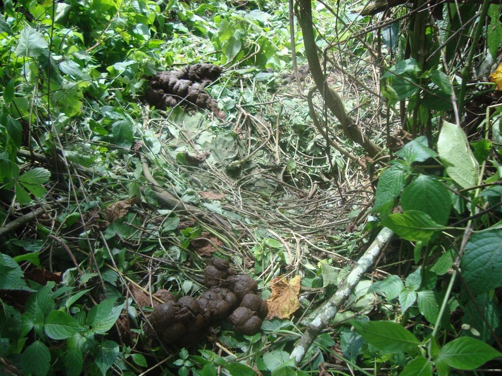 How Gorillas Build Their Nests | Step by Step