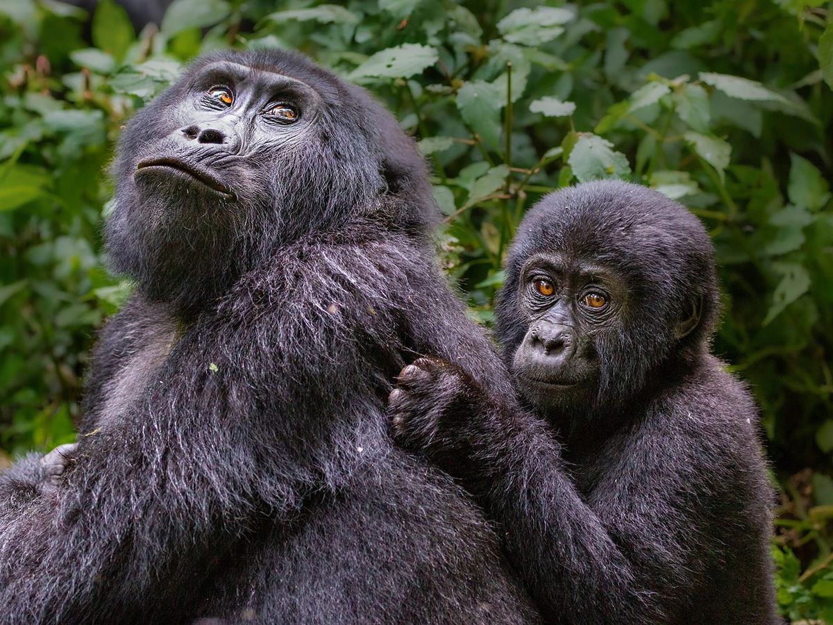 How Mother Gorillas React: Calm but Protective
