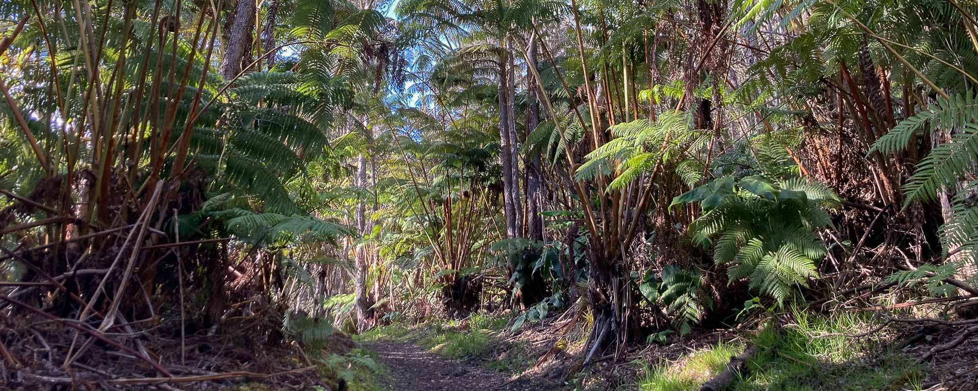 Herbaceous Vegetation Peaks - Abundance After Rain
