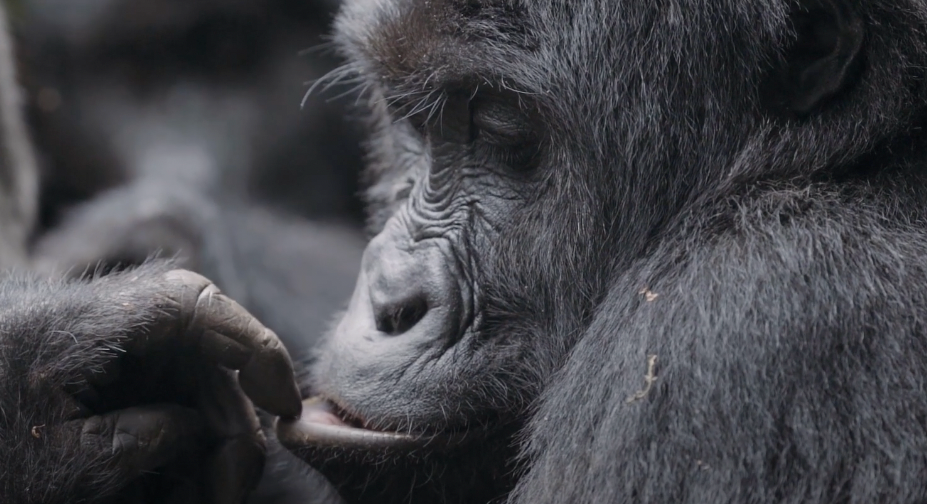 How Gorilla Families Change When a Silverback Dies (Complete Guide - Uganda & Rwanda)
