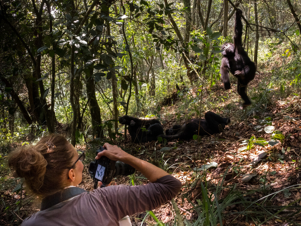 5 Days Bwindi Mgahinga Gorilla Habituation Safari