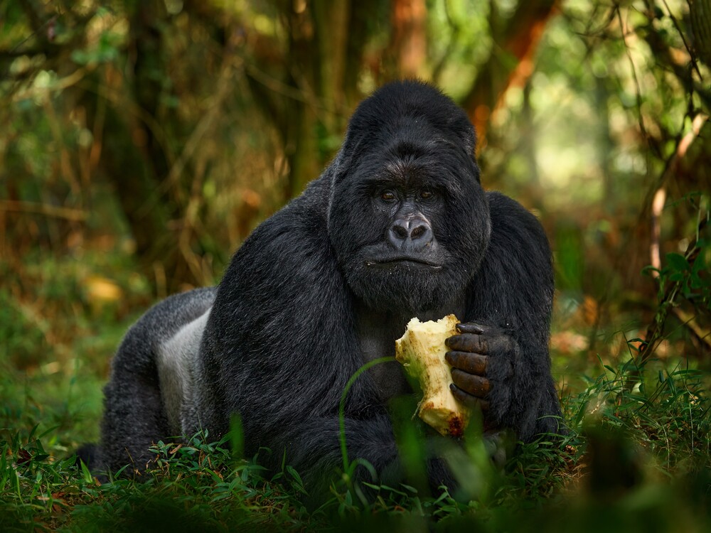 3 Days Bwindi and Mgahinga Gorilla Safari