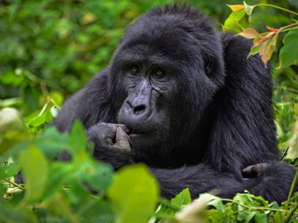 Bwindi Gorillas Eat More Fruit - and Show Rare Fruit-Feeding Behaviours

