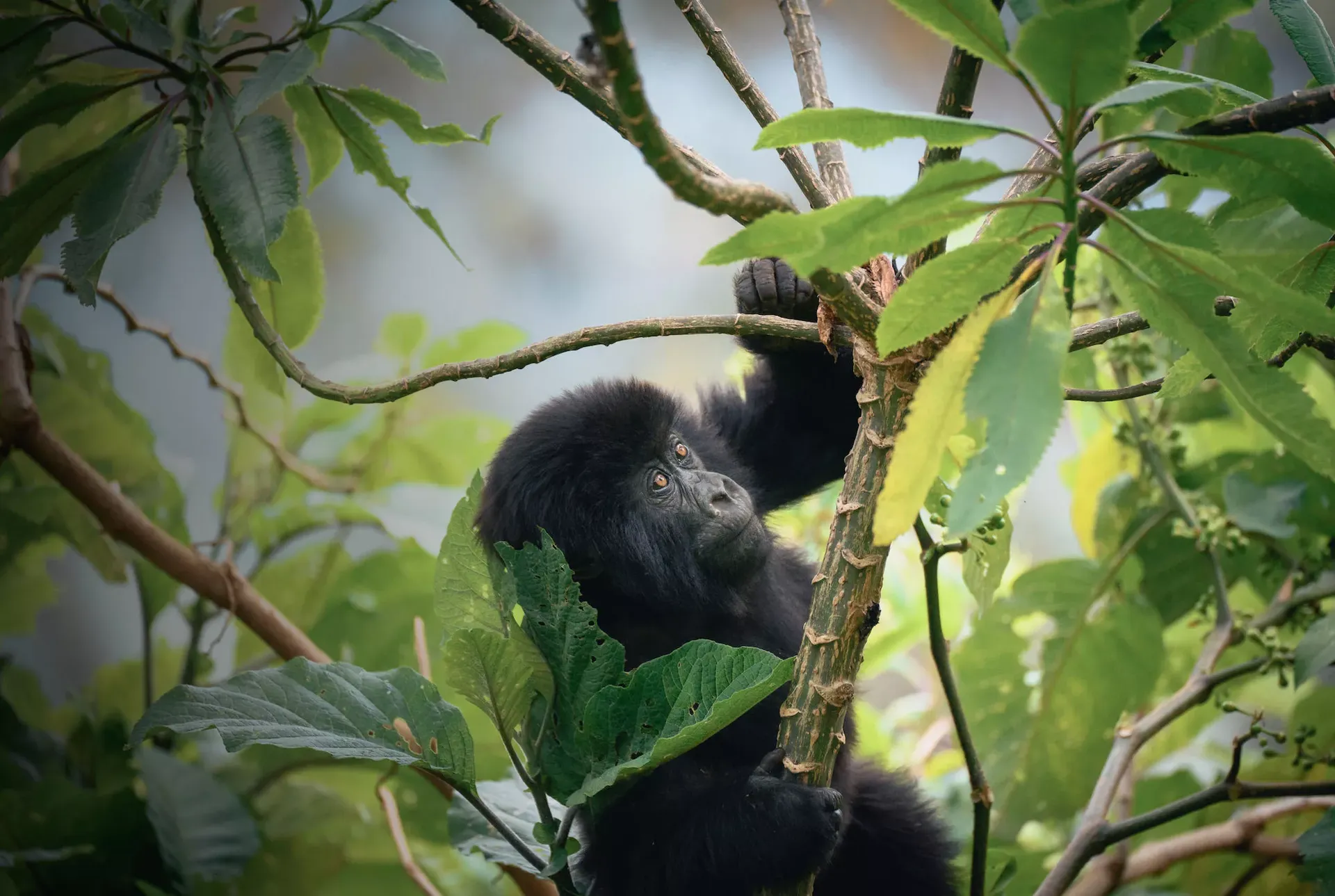 How Early Should You Book a Gorilla Permit in Uganda?