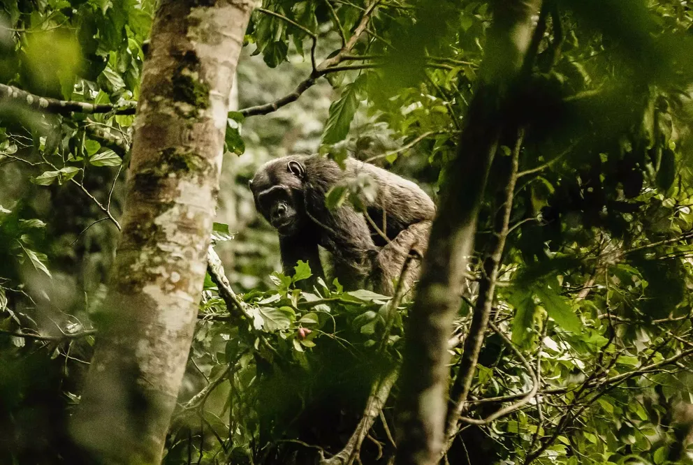 3 Day Kibale National Park Chimpanzee Trekking Safari