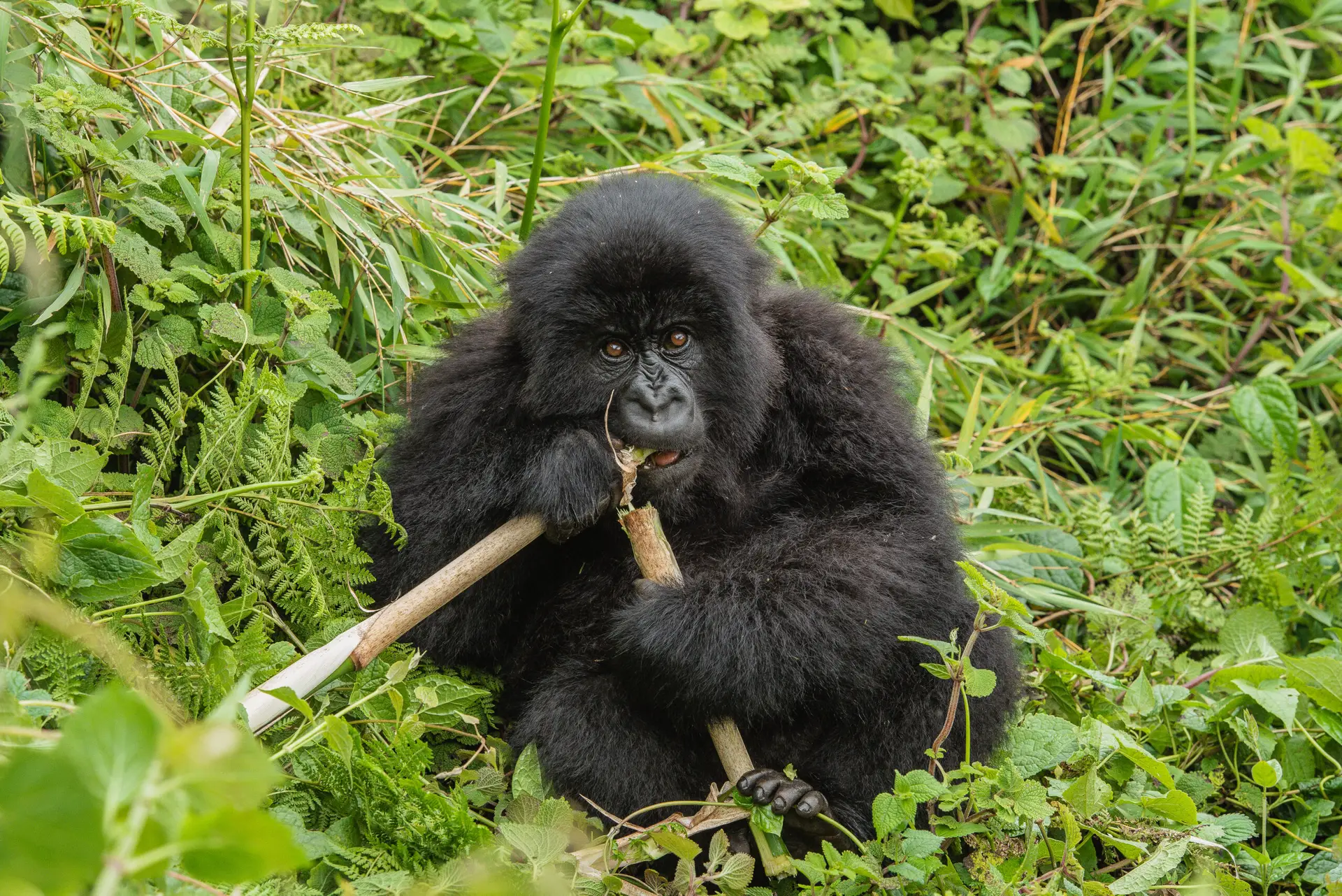 Seasonal Diet Differences Between Bwindi Impenetrable NP & Volcanoes NP
