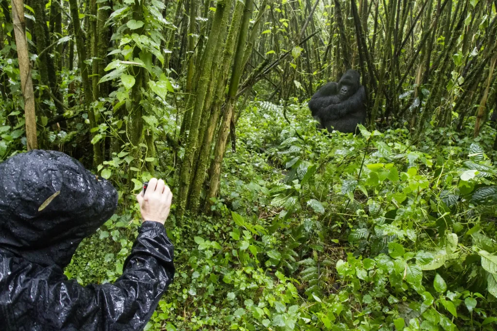 Differences Between Bwindi and Volcanoes Gorilla Trekking