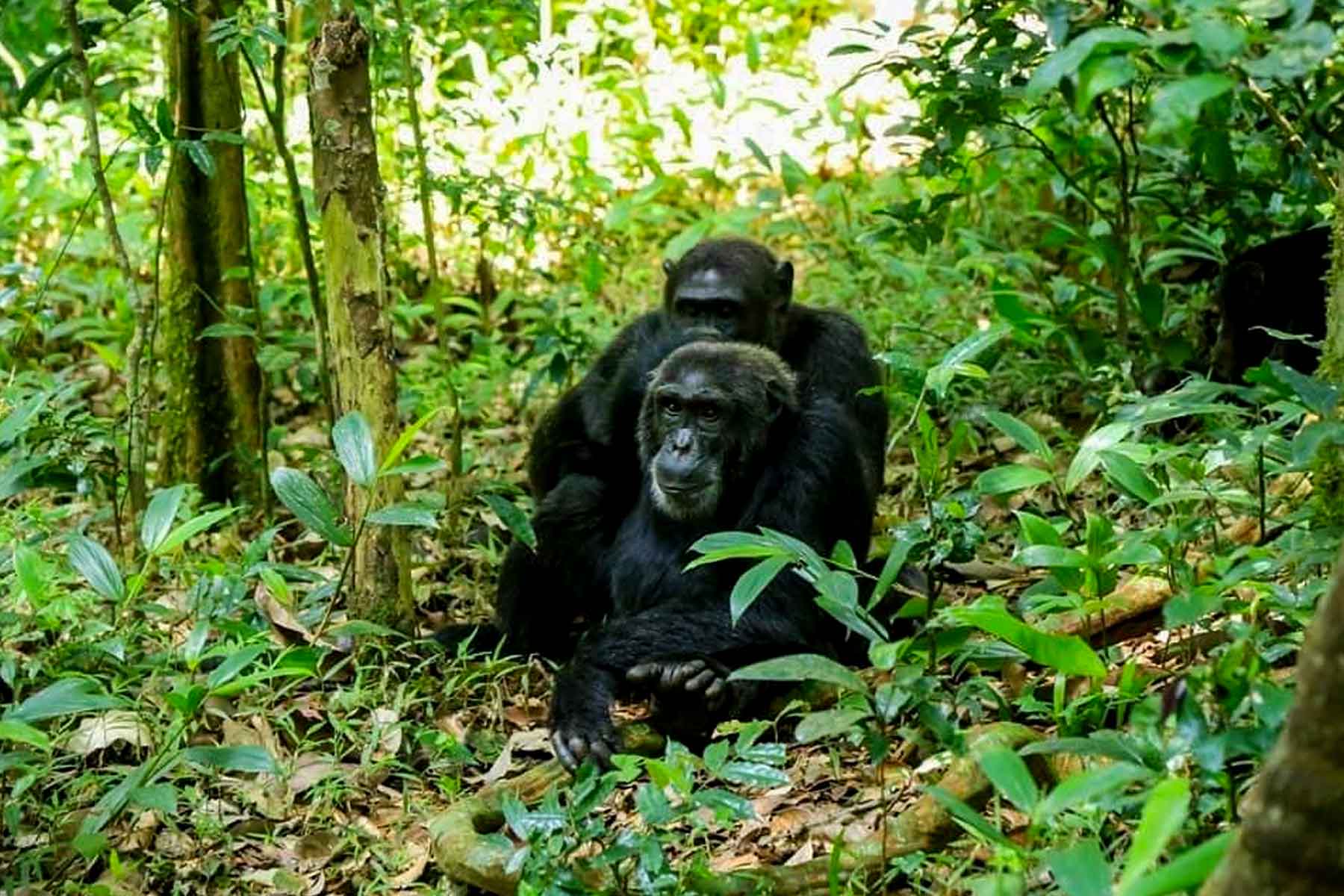 5 Day Luxury Kibale Chimpanzee Trekking Safari
