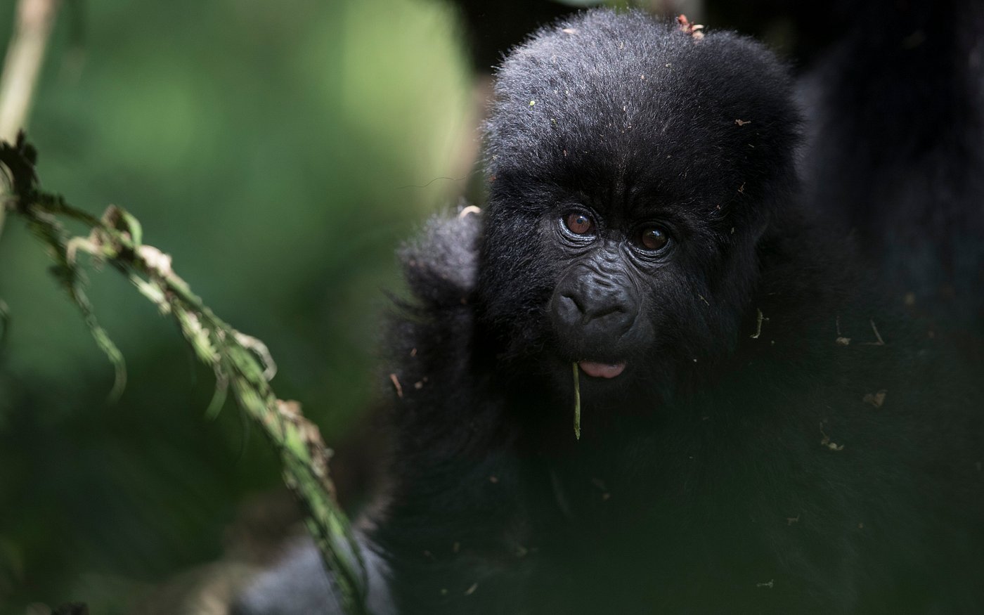 Documented Cases of Gorilla Twins in Bwindi and Volcanoes NP
