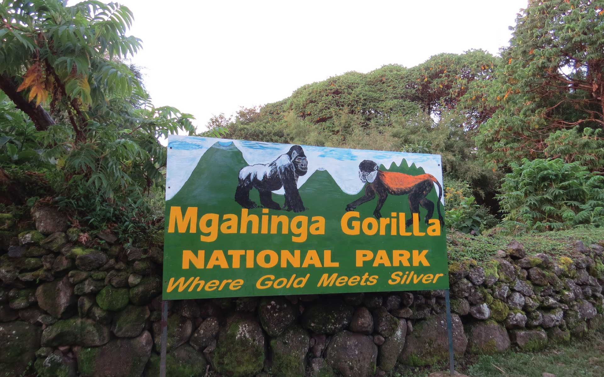 Mgahinga Gorilla Trekking