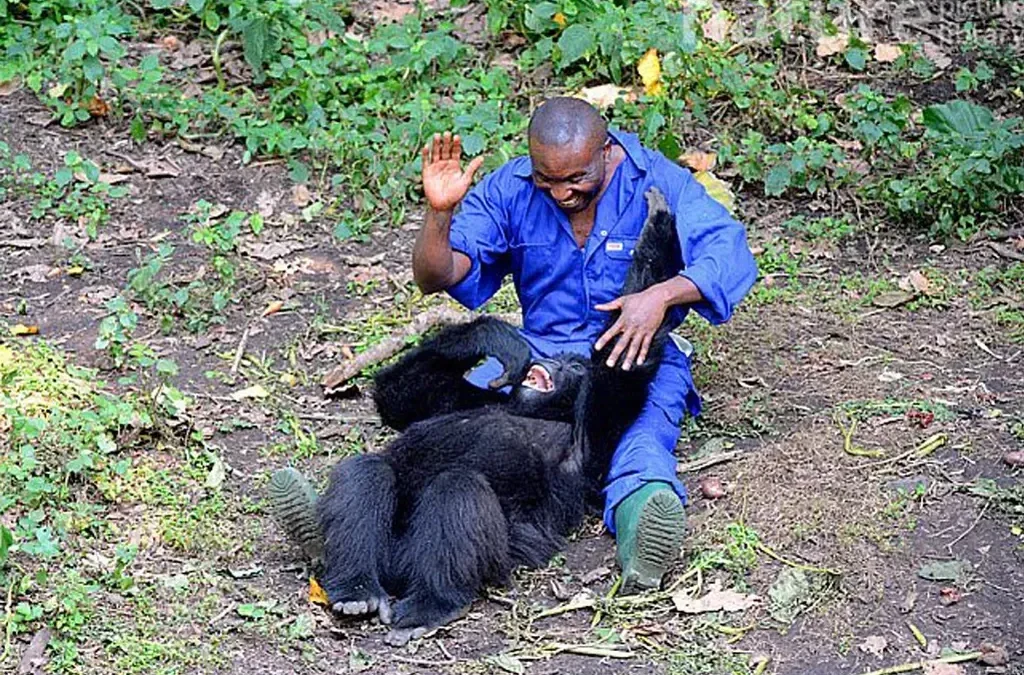 Kahuzi-Biega Lowland Gorillas