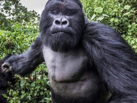 A gorilla looking directly at the camera A gorilla looking directly at the camera