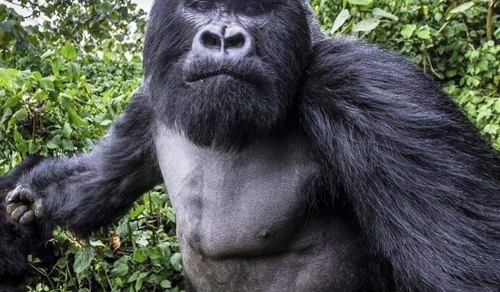 A gorilla looking directly at the camera A gorilla looking directly at the camera