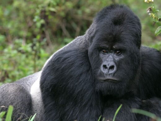 This 8 Days Rwanda and Uganda Gorilla Primate Safari