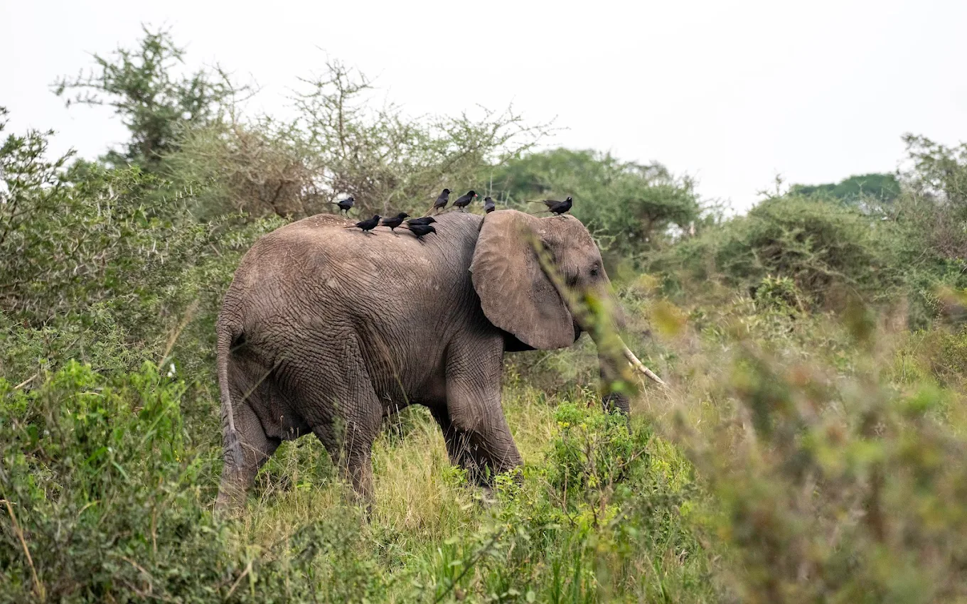 Elephants at Entikko Safari Lodge Uganda