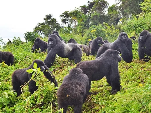 2 Days Gorilla Trekking in Bwindi adventure