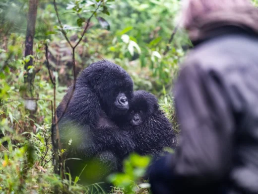 How to Book a Rwanda Gorilla Permit Through Jewel Gorilla Safaris?