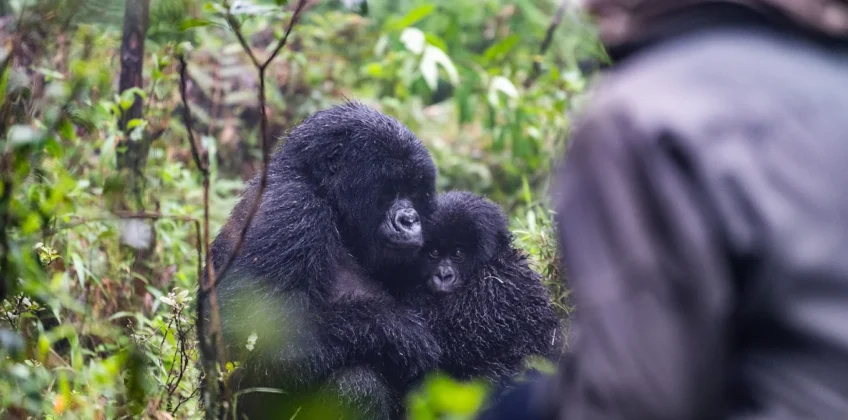How to Book a Rwanda Gorilla Permit Through Jewel Gorilla Safaris?