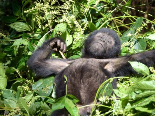 Gorilla in safari Gorilla in safari