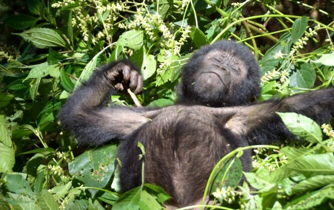 Gorilla in safari Gorilla in safari