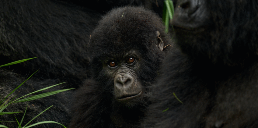Gorilla trekking Gorilla trekking