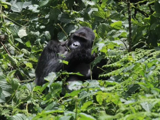 3 Days Mountain Gorilla Trekking in Rwanda | Volcanoes Safari from Kigali