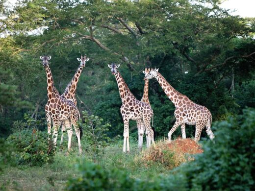 In-which-district-is-Murchison-falls-located In-which-district-is-Murchison-falls-located