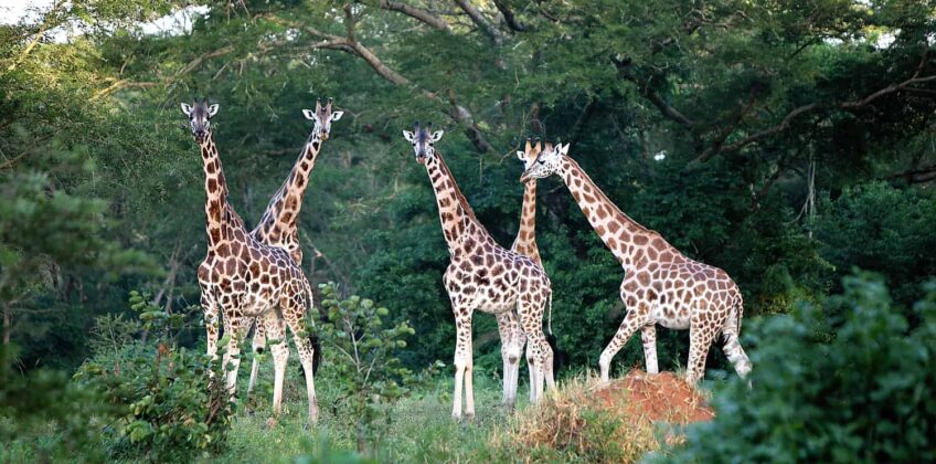 In-which-district-is-Murchison-falls-located In-which-district-is-Murchison-falls-located