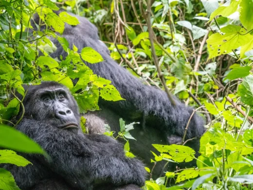 3 Days Gorilla Trekking in Mgahinga Gorilla National Park