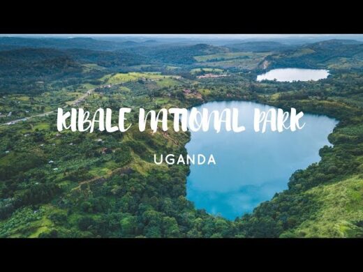 Kibale Kibale
