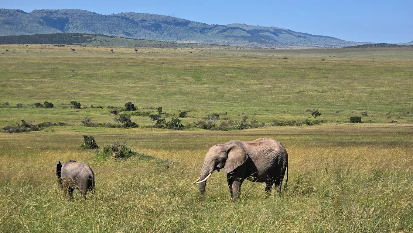 Wildlife in Maasai Mara National Reserve Kenya