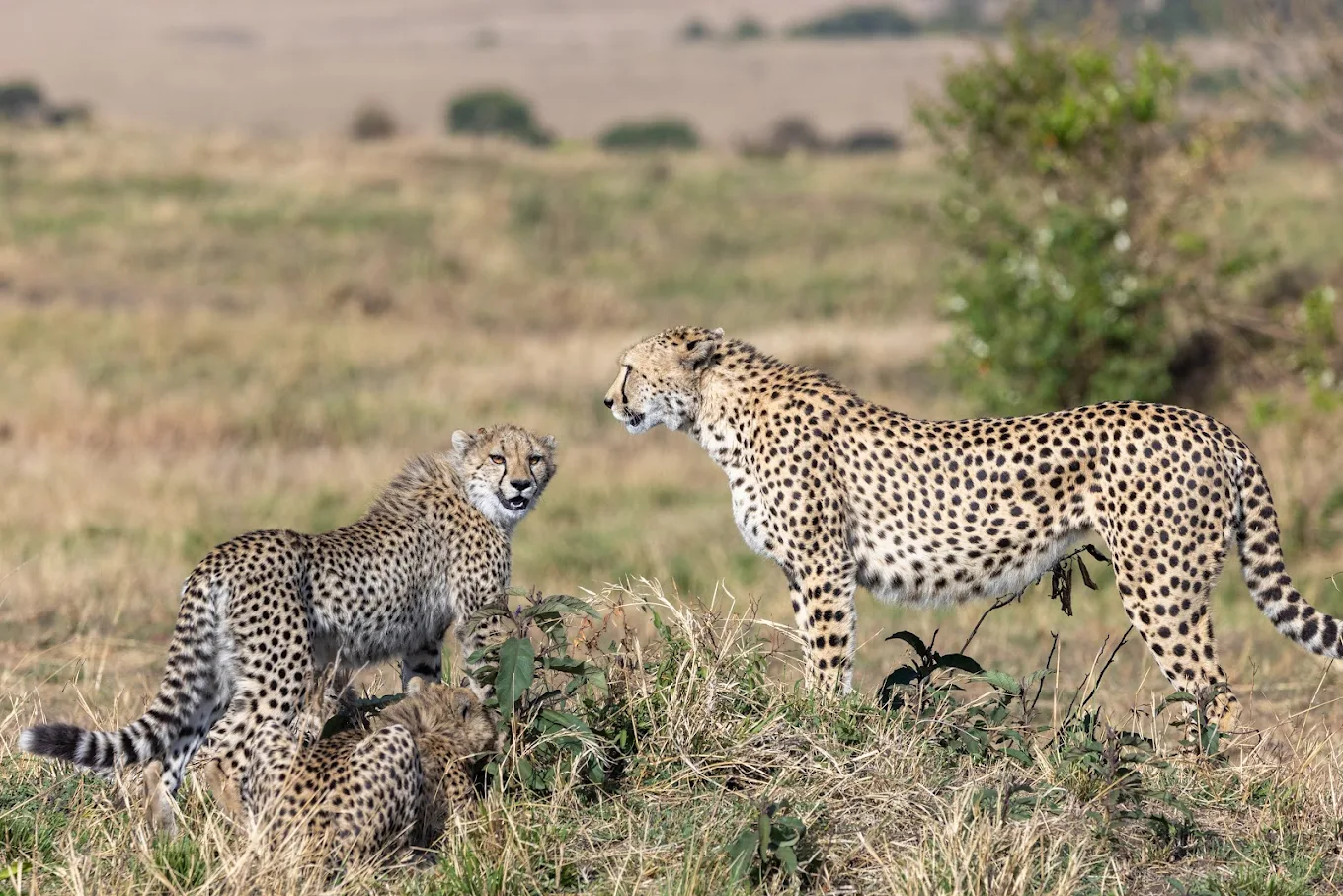 Leopards are among Africa's most elusive predators.

