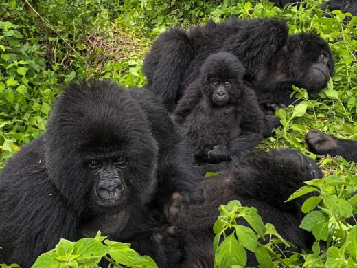 1 Day Gorilla Trekking in Rwanda – Volcanoes National Park
